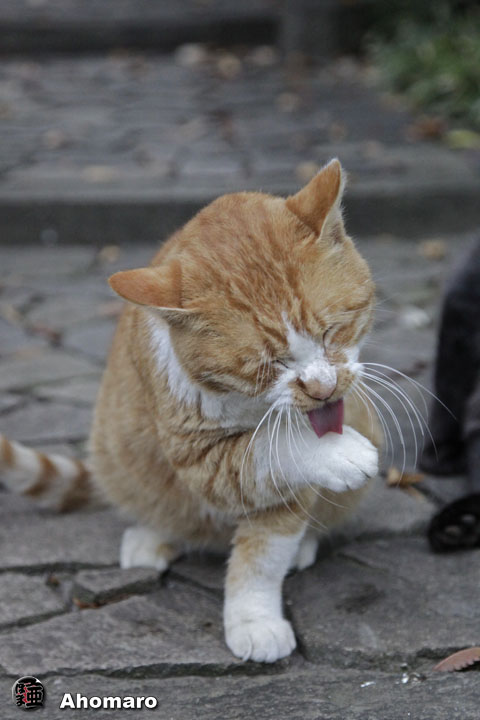 写真00