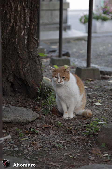 写真00