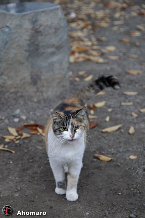 写真00