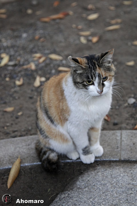 写真00