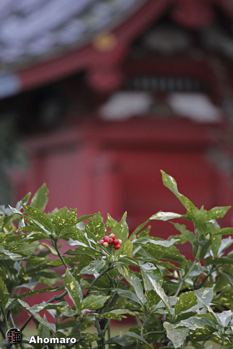 写真00