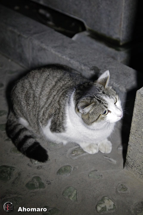 ʐ^00