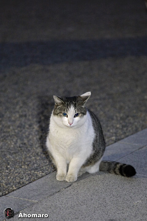ʐ^00