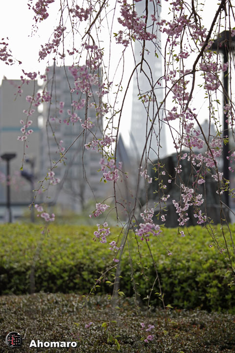 写真00