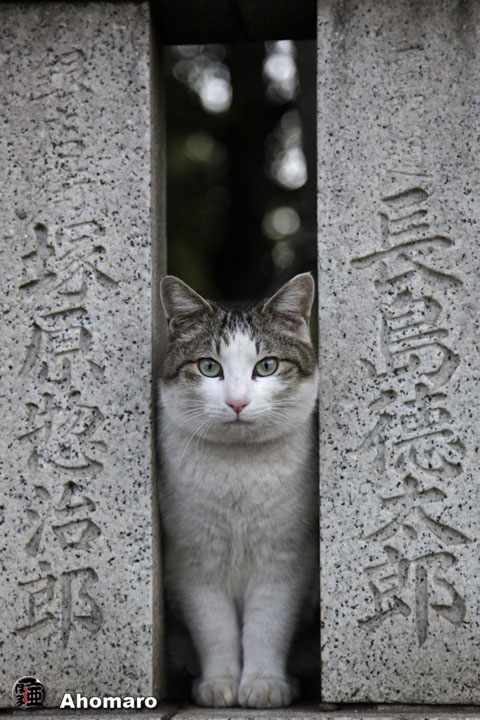 ʐ^00