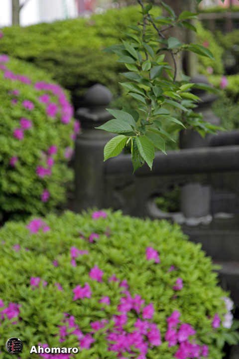 写真00