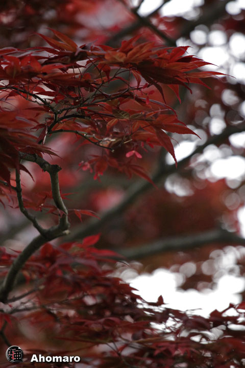 写真00