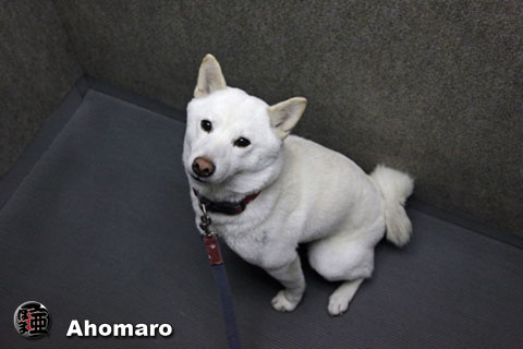 日記写真