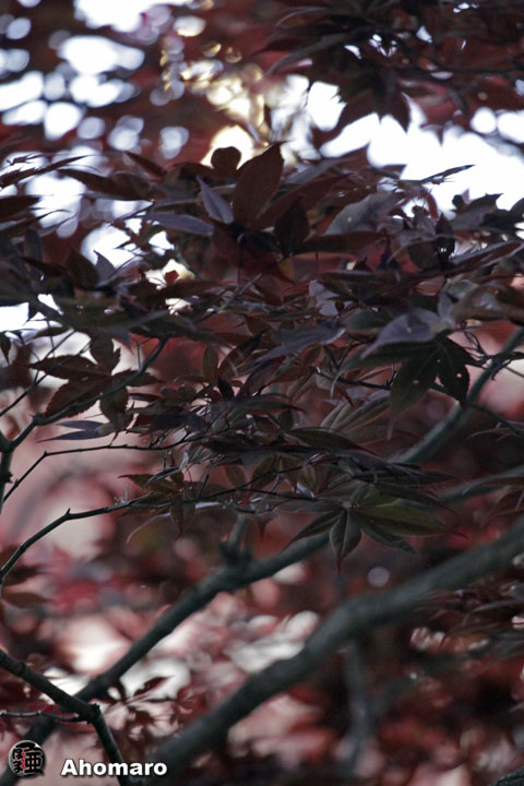 写真00
