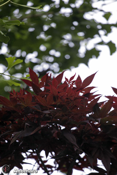写真00