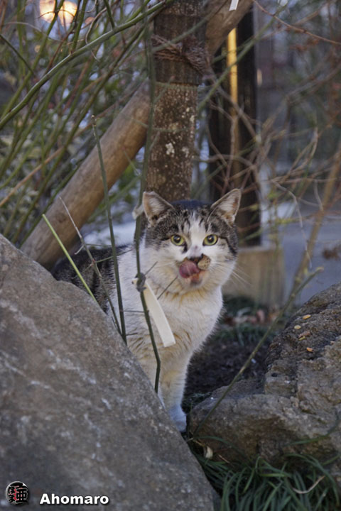 �ʐ^00