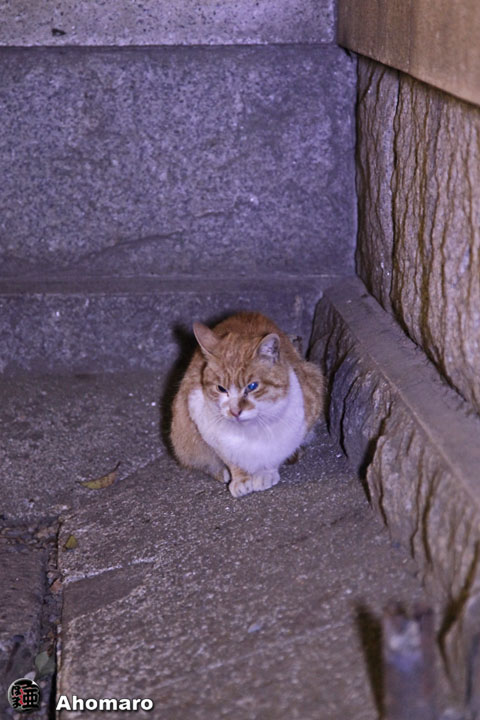 �ʐ^00