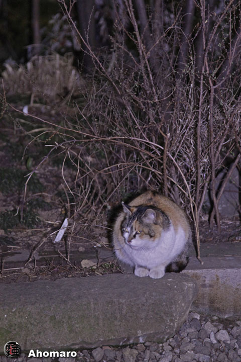写真00