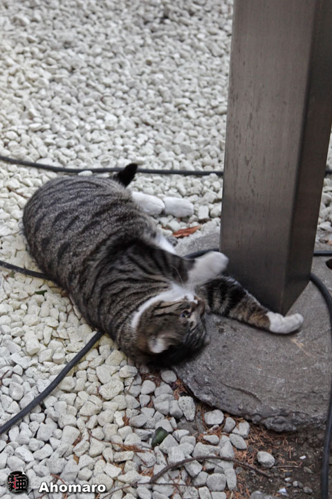 �ʐ^00