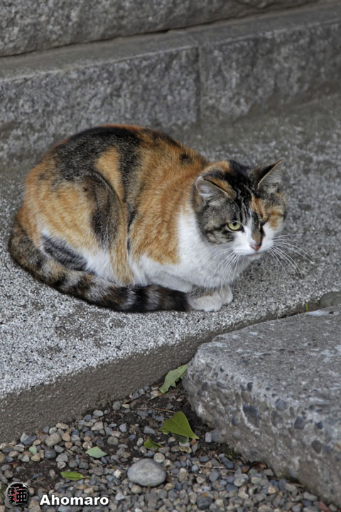 �ʐ^00