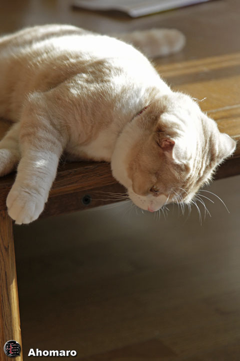 �ʐ^00