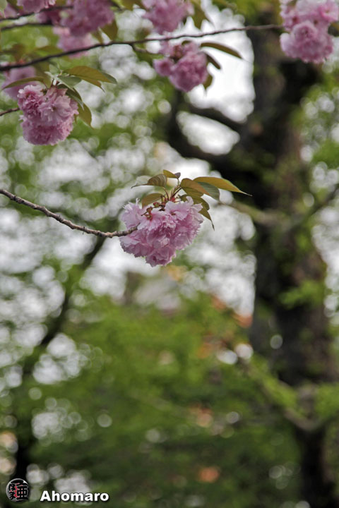 写真00
