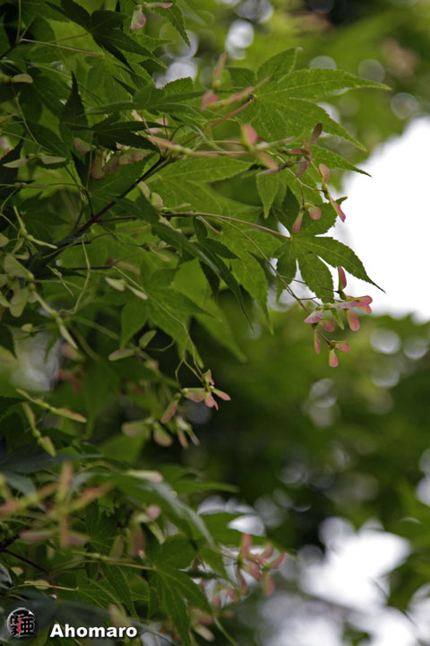 写真00
