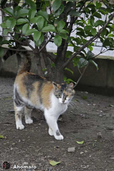 写真00