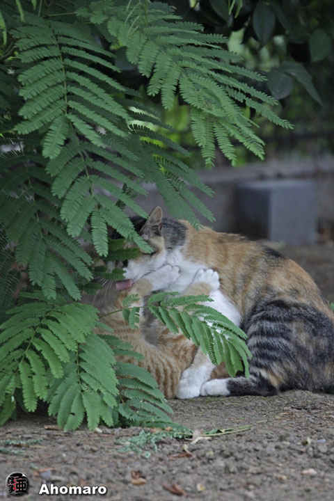 写真00