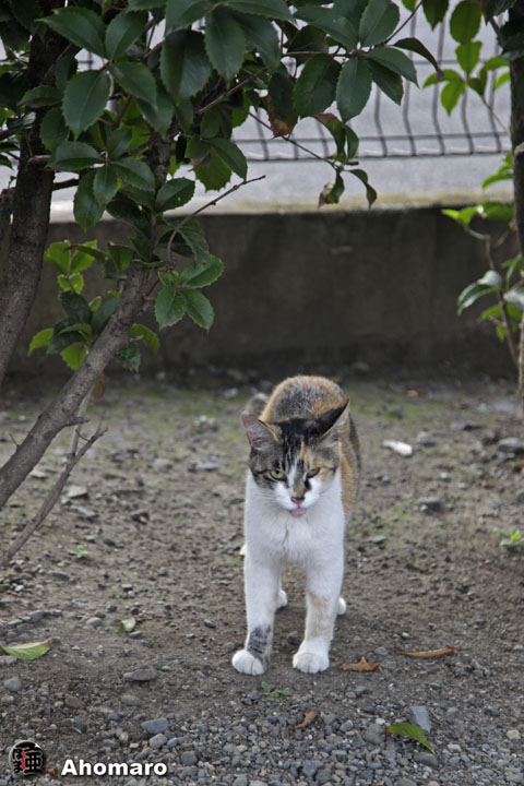 写真00