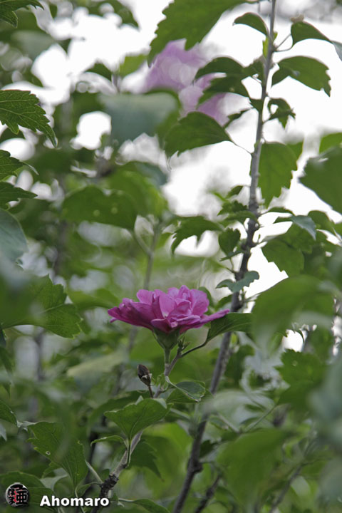 写真00