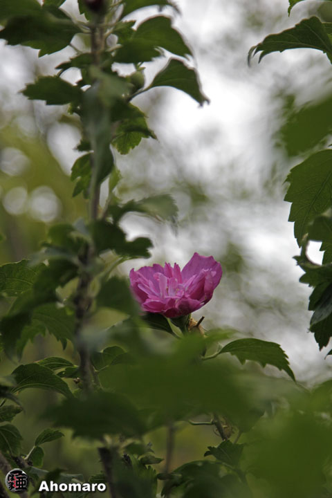 写真00