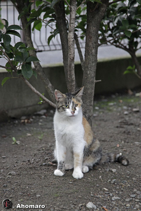 写真00