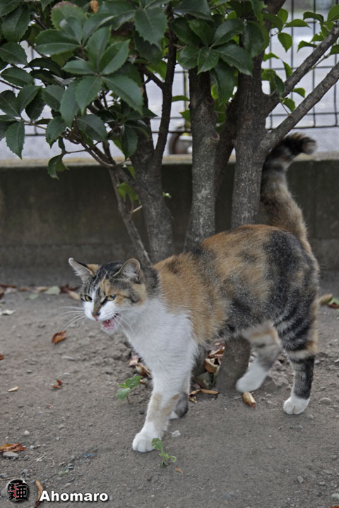 写真00