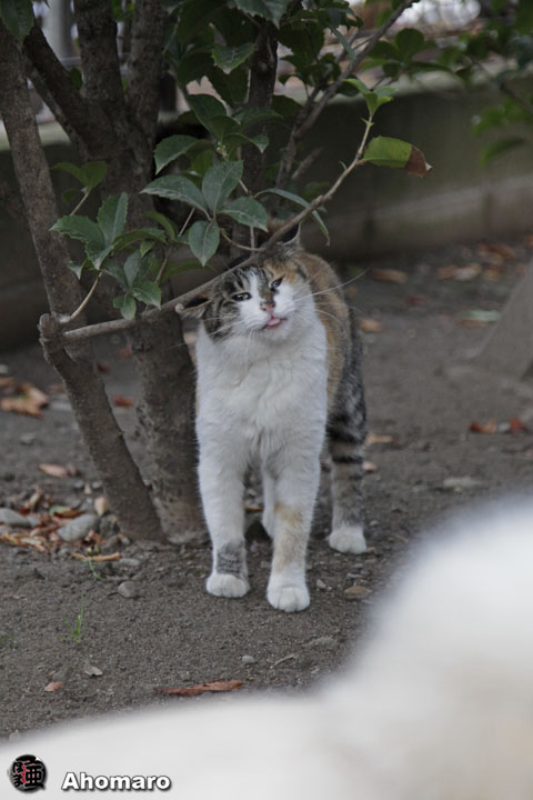 写真00
