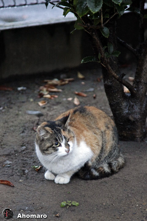 写真00