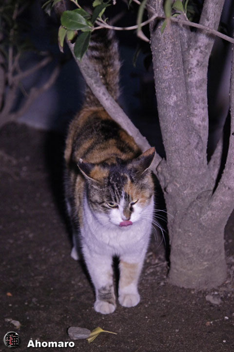 写真00