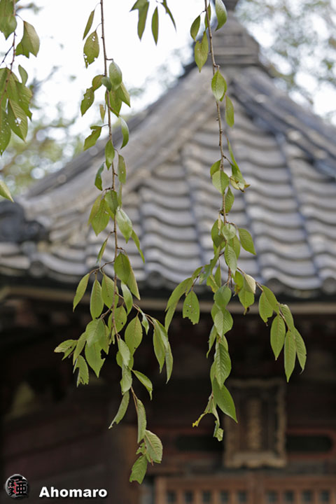 写真00