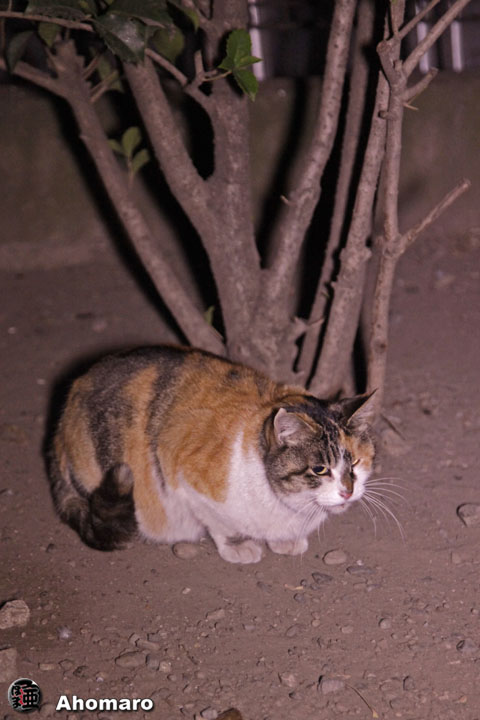 写真00