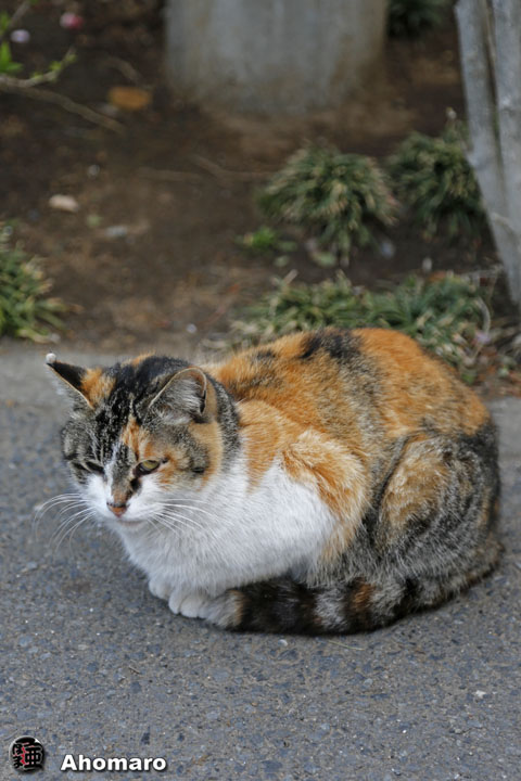写真00