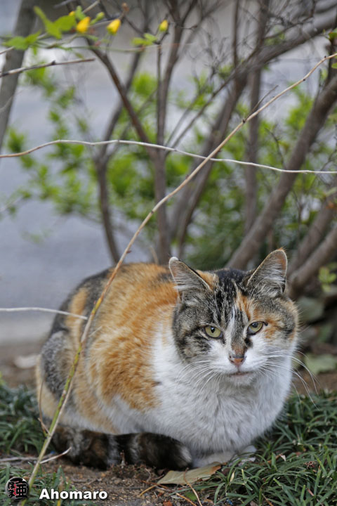 写真00