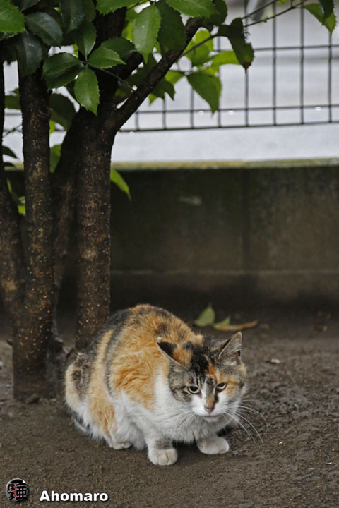 写真00