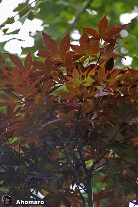 写真00