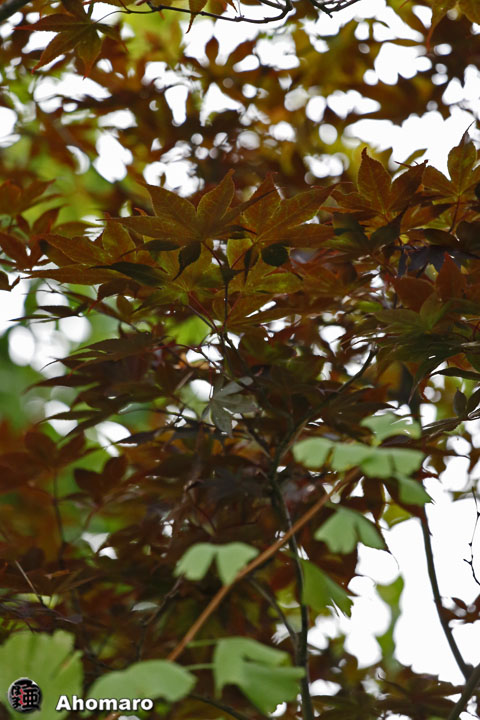 写真00