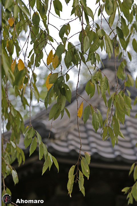 写真00