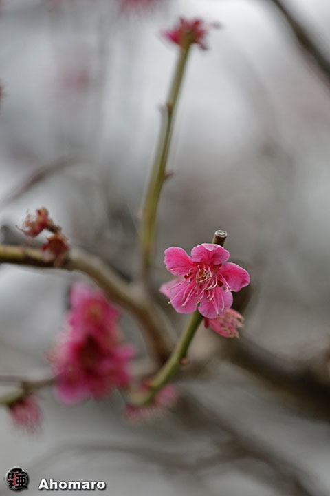 写真00