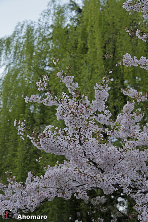 写真00