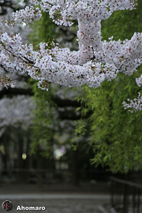 写真00