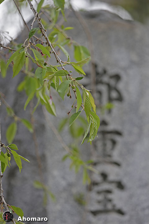 写真00