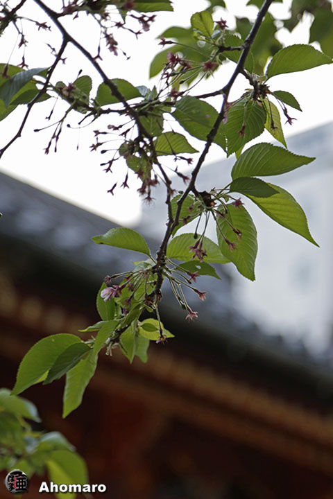 写真00