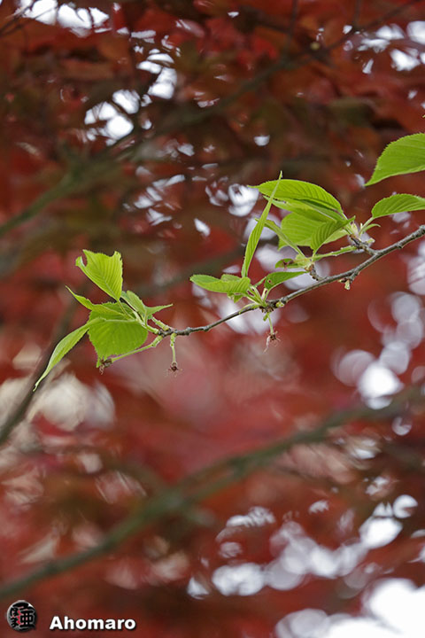 写真00