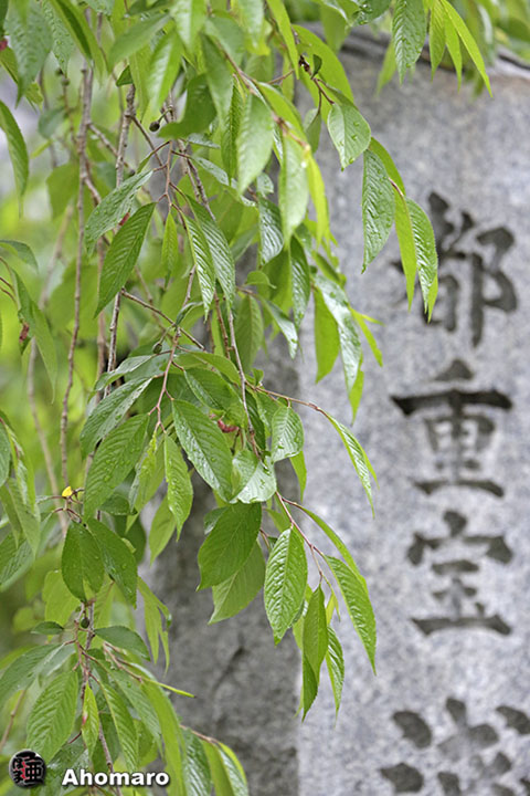 写真00