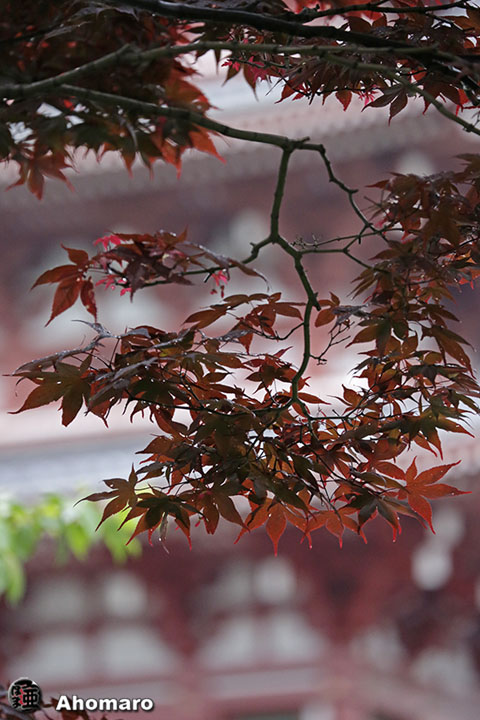 写真00