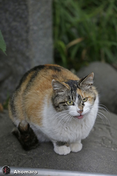 写真00