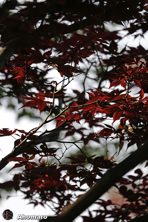 写真00